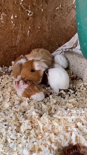 The Social Behavior of Guinea Pigs and Their Babies