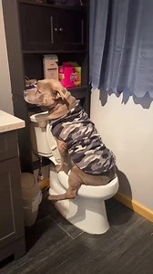 Oh my God, I can't stop laughing. Awesome 😂😂😂 📸 Credits: dntstress_ // TikTok🙏🏻 ⚠️ Plz DM for credits or remova * * * * #PitBull #pitbulllovers_ #pitbullsofig #pitbullsofinstagram #pitbulllife #pitbullterrier #pitbullswag #pitbullsociety #pitbullarmy #pitbullgram_ #americanpitbullterrierpuppy #pitbullsrule#pitbullsofficial #pitbullvixens #pitbullworld #pitbullselfie #americanpitbullterriers #pitbulllifestyle #pitbullpuppy #pitbullfan #pitbullgirls | Happy Pitbulls