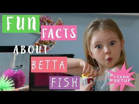 Fun Facts About Betta Fish