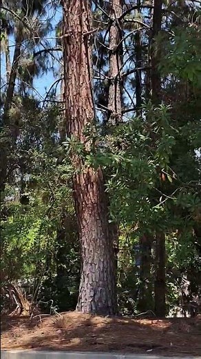 A Quick Look at UCLA | College Tour 2025