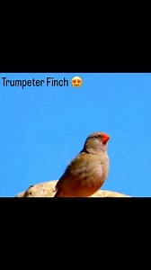 Special Nature 🤩 Trumpeter Finch 😍 #breeders #birds #breending #breedingseason #nature #naturelovers #natureloversinstagram #jilguero #chardonneret #chardon #criarépreservar #criadores #birdslover #gardenbirds #natureza #european #faunaeuropeia #faunasilvestre #serin #girasol #feeding #feedingbirds #dance #silvestre #faunayflora #passaros #longweekend #weekend | Fauna Europeia e Americana