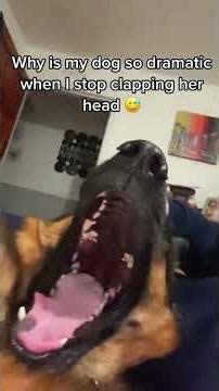 The Most Dramatic Dogs Ever! 🤣🐾