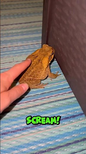 Why Do Frogs Scream When Scared? #FrogFacts #WeirdSounds #AnimalBehavior #WildWhys