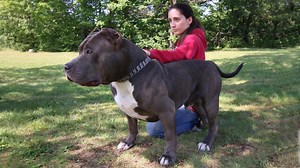 MEET Kobe, son to giant pitbull, Hulk, who is going to be the next ultimate protection dog. Earlier in the year the biggest pitbull in the world - who weighs a whopping 12 stone - fathered eight puppies that could collectively command $500,000 (£320,000) if they complete owner's Marlon Grennan’s training school to become elite protection dogs. Marlon, 28, is currently training the next big star of Dark Dynasty K9s with eight-month-old puppy Kobe. At the beginning of Kobe’s training the powerful 