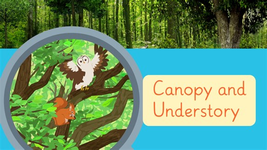 The Layers of a Forest | sofatutor.com