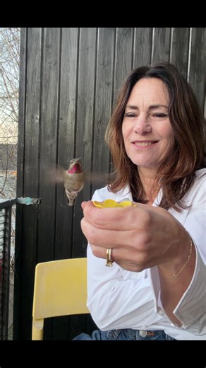 Free Bird: A Hummingbird's Journey