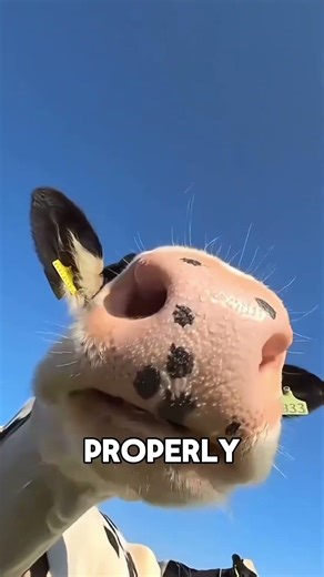 Why Do Cows Eat Their Own Vomit?