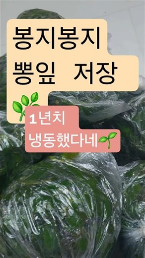 고소고소 들기름 향 솔솔~ 🌿조선간장 양념에 조물조물 무친 뽕잎나물 🥢향긋한 뽕잎밥까지 한 그릇 🍚💚