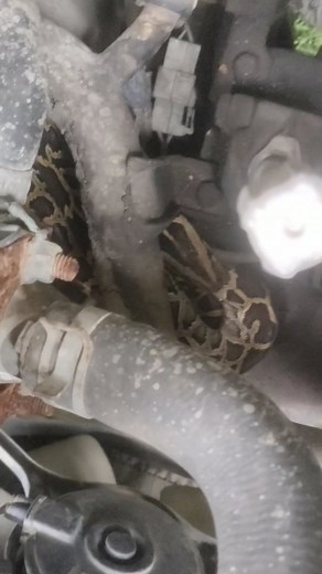 Salman Jim Corbett on Instagram: "#python #programming #coding #java #javascript #programmer #developer #html #snake #coder #code #computerscience #technology #css #machinelearning #pythonprogramming #linux #ballpython #php #datascience #reptile #snakes #reptiles #snakesofinstagram #software #reptilesofinstagram #webdevelopment #webdeveloper #tech #codinglife"