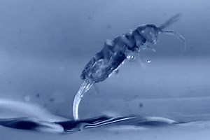 Slo-mo camera reveals why springtails land perfectly every time