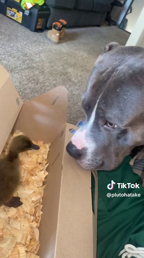 Pluto Meets Duffy - A Hilarious Dog-Duck Encounter