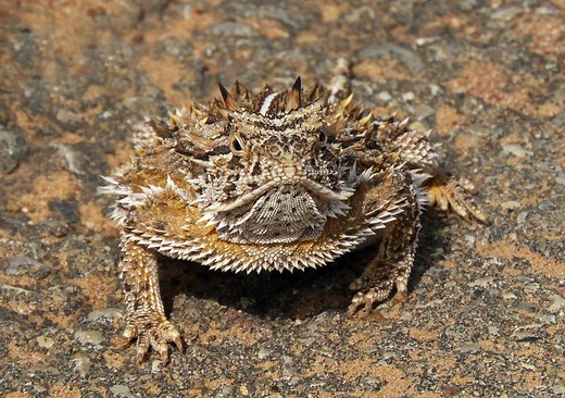 4 Types of Horned Lizards in New Mexico! (ID Guide)