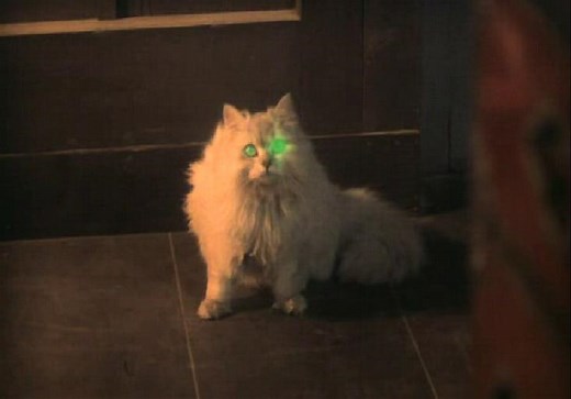 The Importance of Cats in Horror Cinema