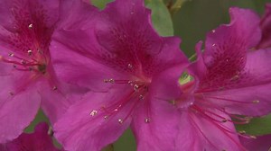 Tar Heel Traveler: North Carolina Azalea Festival