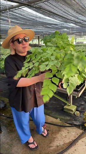 Giant Maidenhair Fern #MaidenhairFern #Fern #Houseplant
