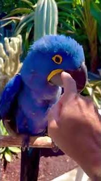 Cutest Macaw Playtime! Friendly Blue Parrot Acts Like a Baby #trending