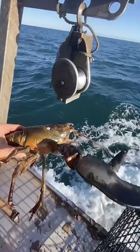 933K views · 5.5K reactions | #Lobsters 20&21 #released #Jan1st #lobsterfishing #catchoftheday #babycrab #crab #lobster #gulfofmaine #seafood #fishing | Louie Ryan | Facebook