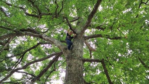 Climbing a massive oak tree.