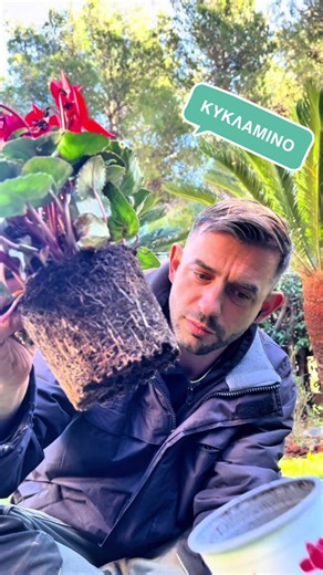 Κυκλάμινο το αγαπημένο φυτο της εποχής#vamagardens #κηπος #φυτα #fyp #σπιτι