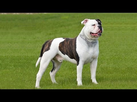 Important tips on American Bulldog care | Dog Care