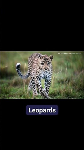 Animals You Didn’t Know Were Nocturnal