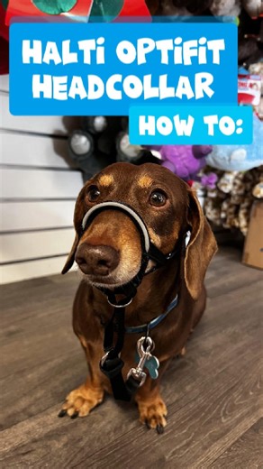 Helping you and your dog master the Halti Opifit headcollar with easy tips, step-by-step guides, and training tricks. Make walks calm, controlled, and enjoyable for everyone! 🐾✨ | The Vet Shed - Online Pet Store