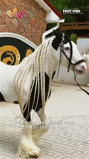 This Horse Was Never Meant to Be Fast… 😳 #horse #horses