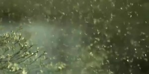 Weather Blog: Spring is almost here, and so is pollen season