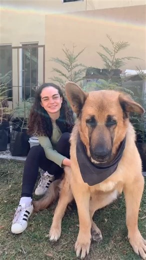 El pastor alemán más gigante y tierno