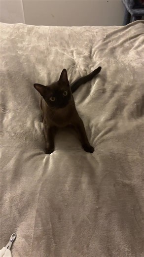 Exploring Burmese Cat Characteristics and Care