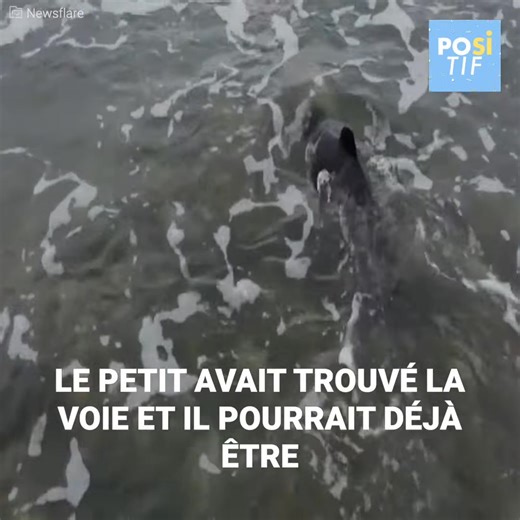Pendant que son maître était en train de pêcher, la chienne Leia a senti que quelque chose bougeait sur le bord. Elle s’est approché curieusement et soudain, elle s’est agité et a commencé à sauter et à aboyer très fort pour que son maître vienne voir sa grande découverte : un bébé dauphin luttait pour sa vie . 😮 😮 😮. Abonnez-vous à notre chaîne Youtube : http://bit.ly/yt-positif | Formidable
