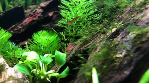 Planted aquarium cleaning service by red cherry shrimps