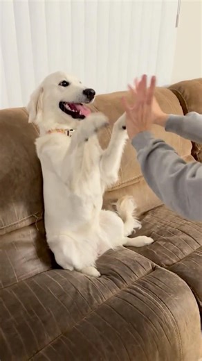 Golden Retriever attempts to play patty cake