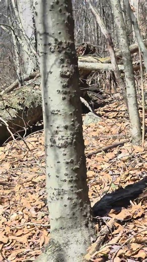 Early spring vibes on the Peekamoose-Table Trail in the Catskills, NY #icclifecoach #hiking