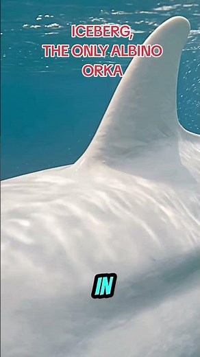 The White Whale, The 3IATLAS of the Sea #White Killer Whale #Orca