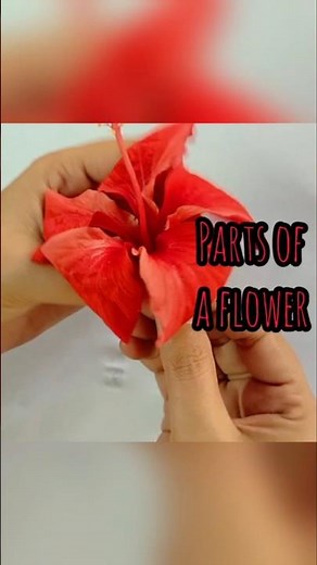 Parts of a flower