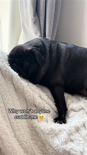 Why Pugs Love Cuddles: Understanding Their Needs