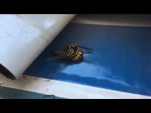 Wasp versus Horse Fly