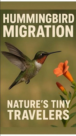 Hummingbird Migration: Tiny Travelers of Nature! #Birds #Wildlife #Hummingbird #Nature