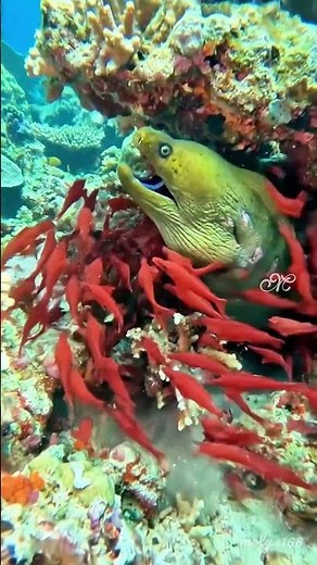 Massive School of Red Ghost Pipefish...! Hidden Wonders of the Ocean Floor 🐟🦀🦞🐋🎥 #scubadiving #shark