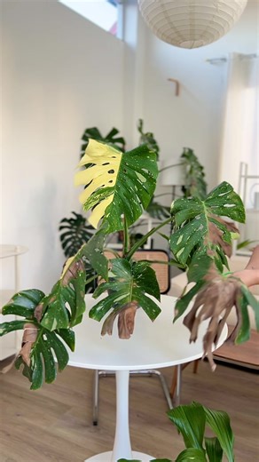 Why is my Monstera turning brown? 🥲🌱 Have you ever encountered this ...