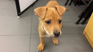 9.4K views · 255 reactions | TODAY ONLY! 2 PUPPY APPOINTMENTS AVAILABLE! Message our Facebook page to schedule!!! ❤️ | The Humane Society of Hobart, Inc. | Facebook