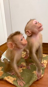 52K views · 1K reactions | OMG Poor tiny Monkey Lip Smacking Talk to Cameraman  | LuLu Family | Facebook