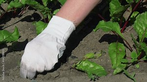 Woman works in garden. Pulling Out Weeds In Garden