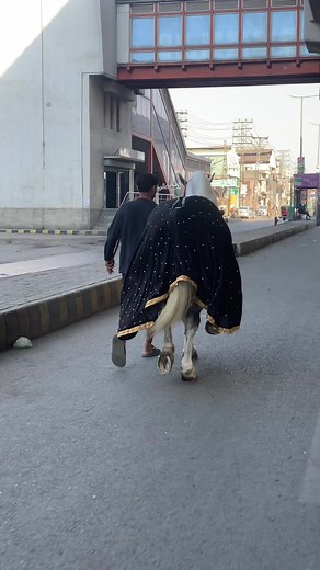 Shah sawar badshah ❤️🧿 #zuljanah_imam_hussain #mashallah #nzr_e_bad #door #fyp #shalimar #town #lahore @اسد علی 🕊