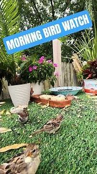 Tranquil Birdsong in the Backyard | Peaceful Birdwatching Moments