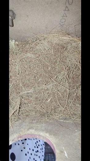 Breeding Box Set-Up😍🐦🪹🪺✨#birds #breeding #box