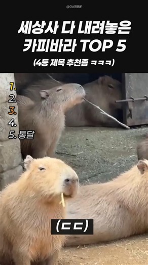 세상사 다 내려놓은 ㅋㅋㅋㅋ 카피바라 TOP 5