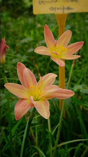 The Beauty of Rain Lilies | A Collection of My Favorite Blooms