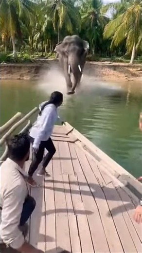 Elephant Charges Tourists!